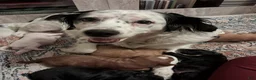 Double Doodle dogs for sale: Hazel - Ad 7