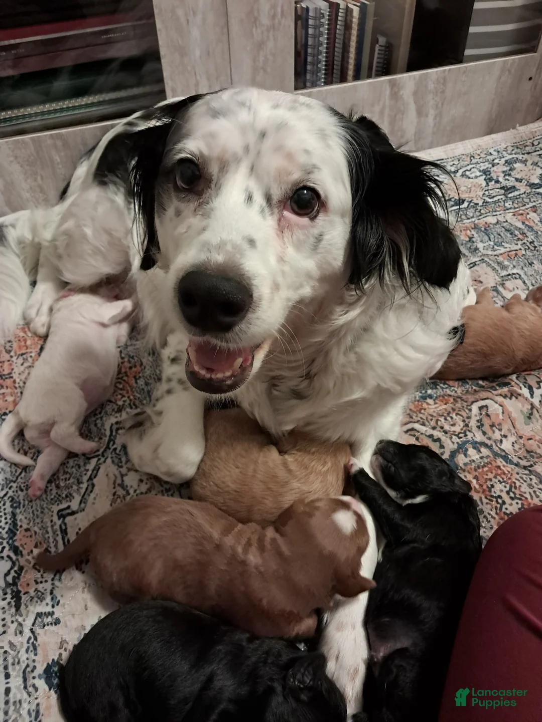 Double Doodle dogs for sale: Hazel - Ad 7