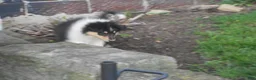 Collie dogs for sale: Saloma - Ad 6
