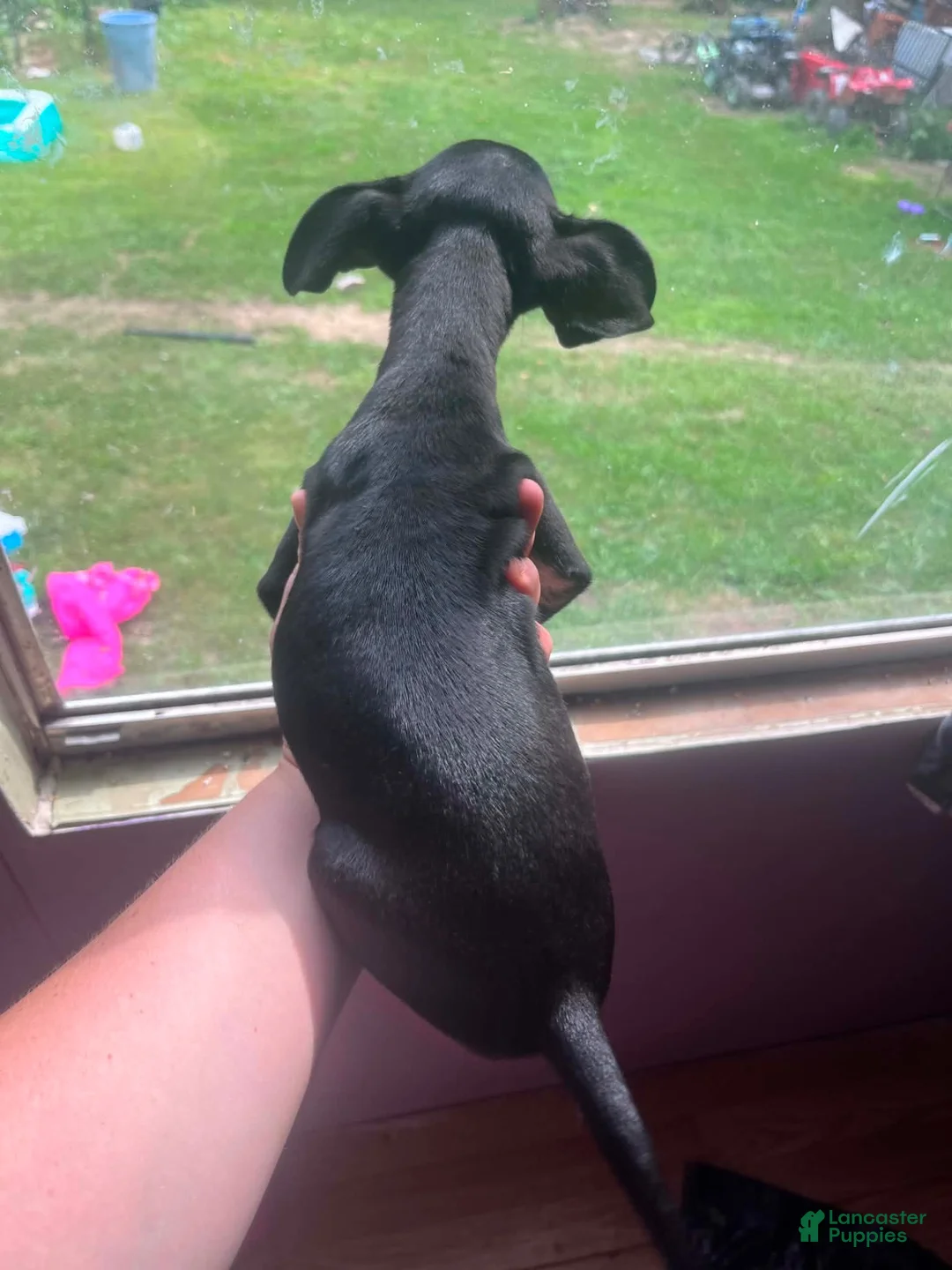 Mixed Breed dogs for sale: Chihuahua miniature pinscher - Ad 2