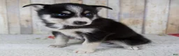 Pomsky dogs for sale: Coco - Ad 3