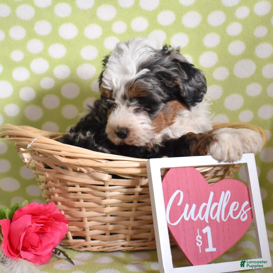 Bernedoodle dogs for sale: Gordon  - Ad 3