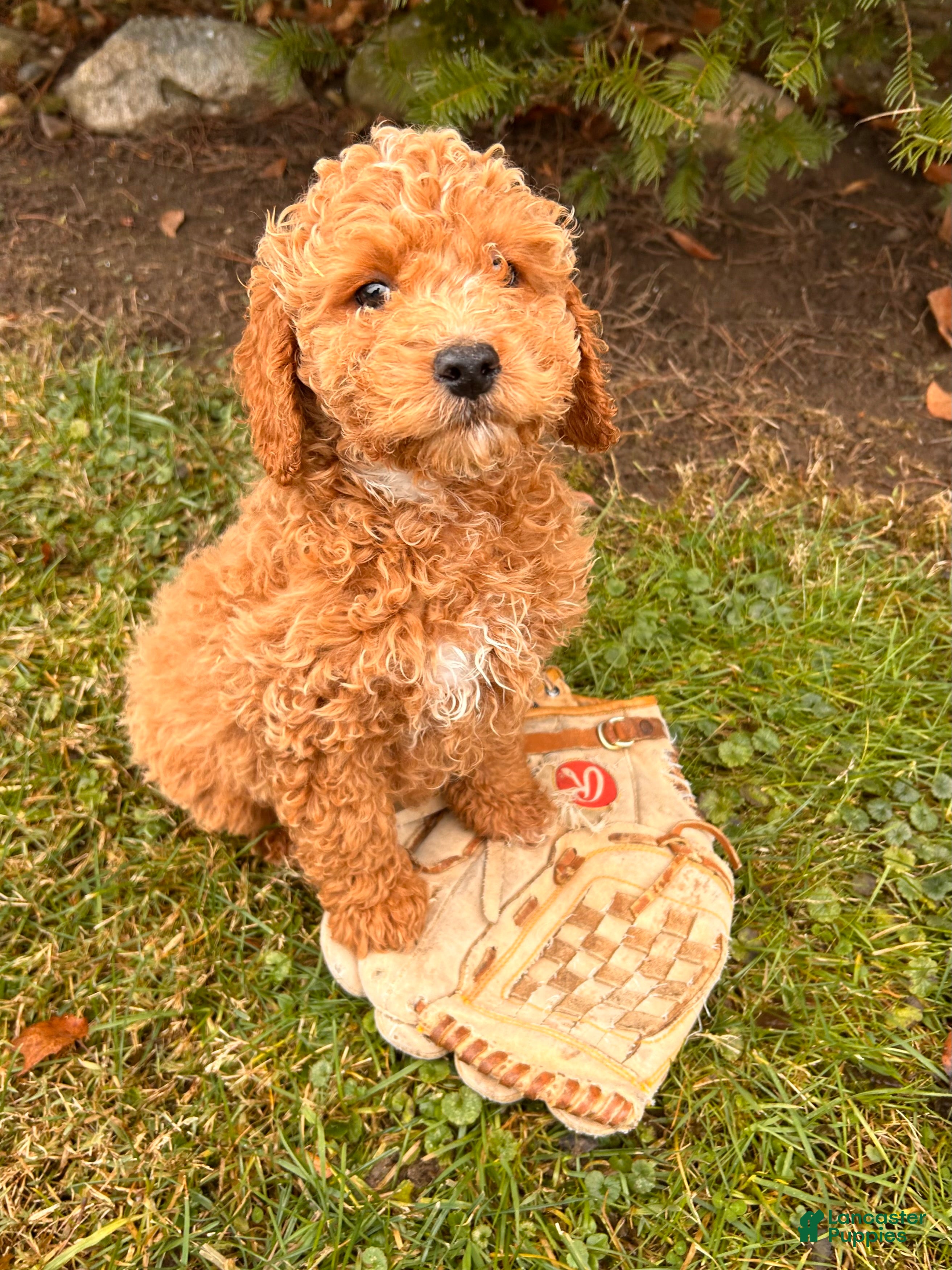 Cockapoo dogs Luis - Ad 16