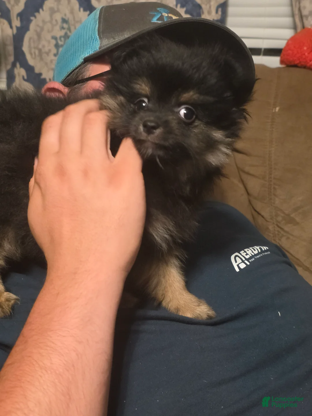 Pomapoo dogs for sale: Pomapoo 2 - Ad 2
