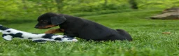Doberman Pinscher dogs for sale: Duke (Black Rust)🐶🤎✨ - Ad 3