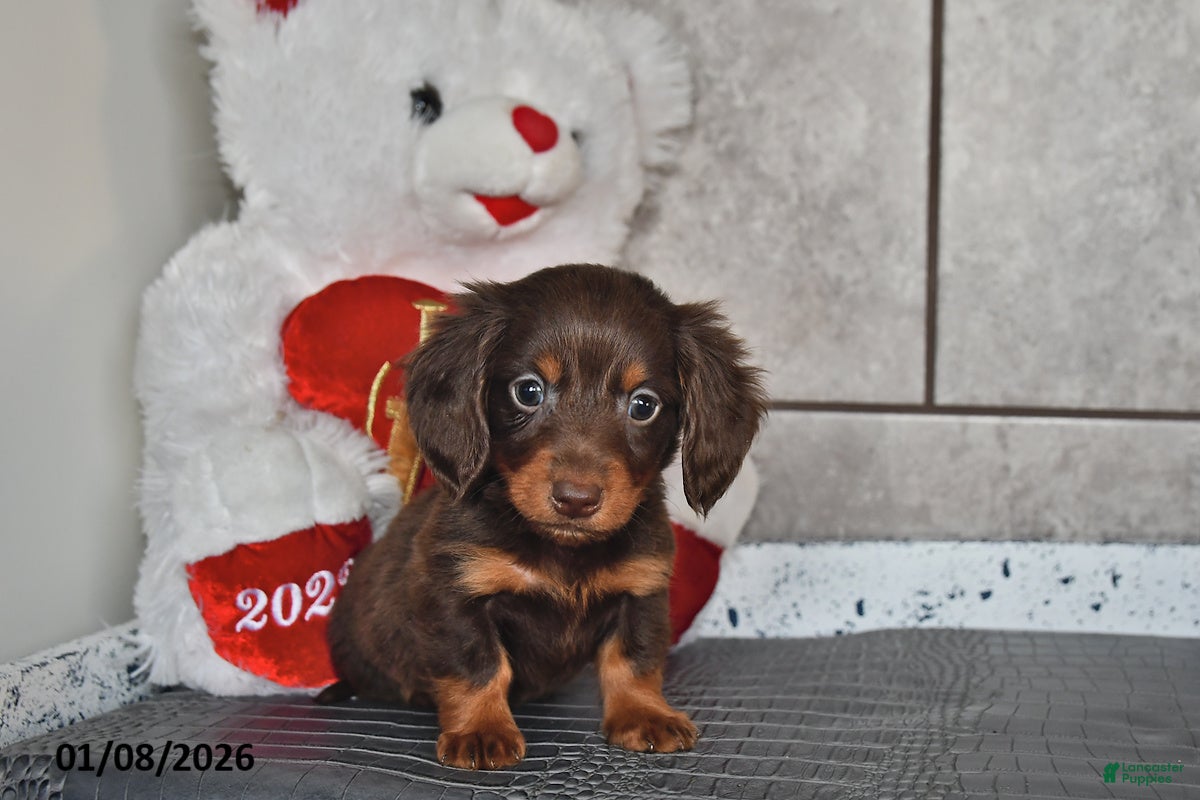 Miniature Dachshund dogs Jace - Ad 29