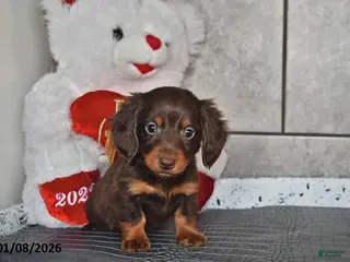 Miniature Dachshund dogs Jace - Ad 22