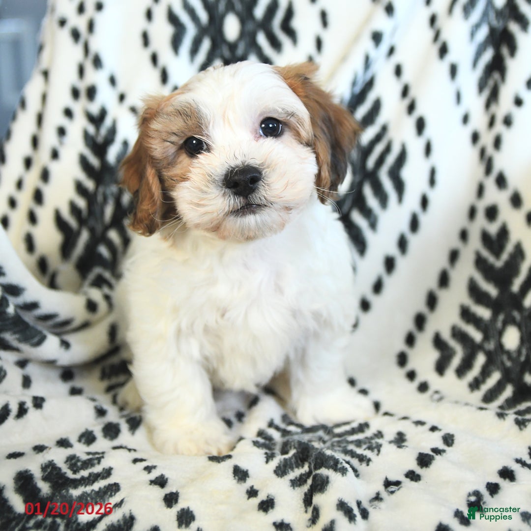 Teddy Bear dogs for sale: Robby - Ad 2