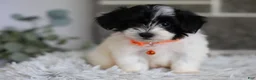 Maltipoo dogs for sale: Tiny - Ad 12