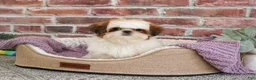 Shih Tzu dogs for sale: Dolly - Ad 6