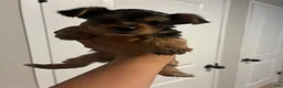 Yorkiepoo dogs for sale: Yorkiepoo 1 - Ad 1