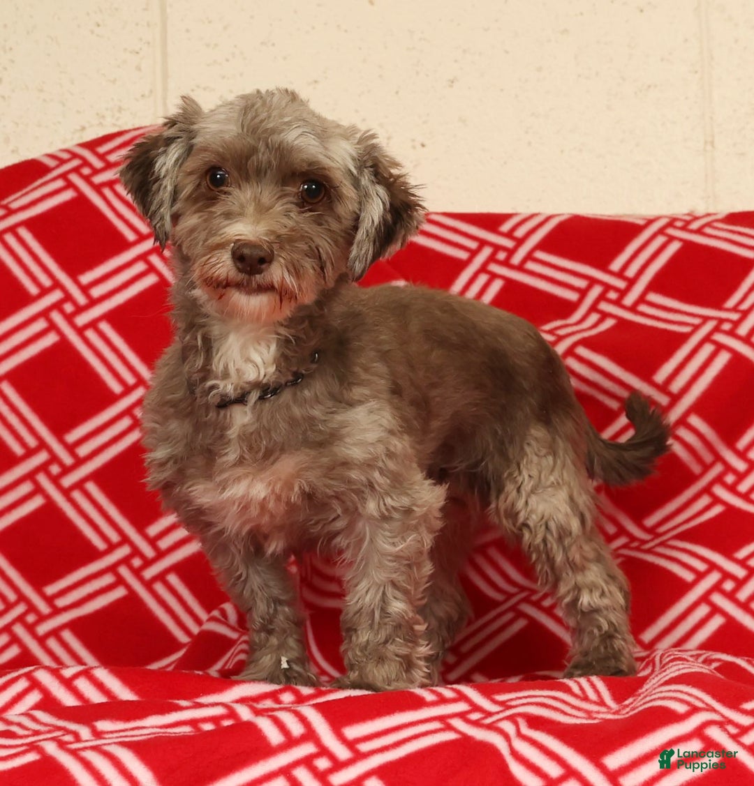 Havanese dogs for sale: Callie - Ad 10