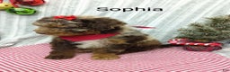 Mini Bernedoodle dogs for sale: Sophia - Ad 7