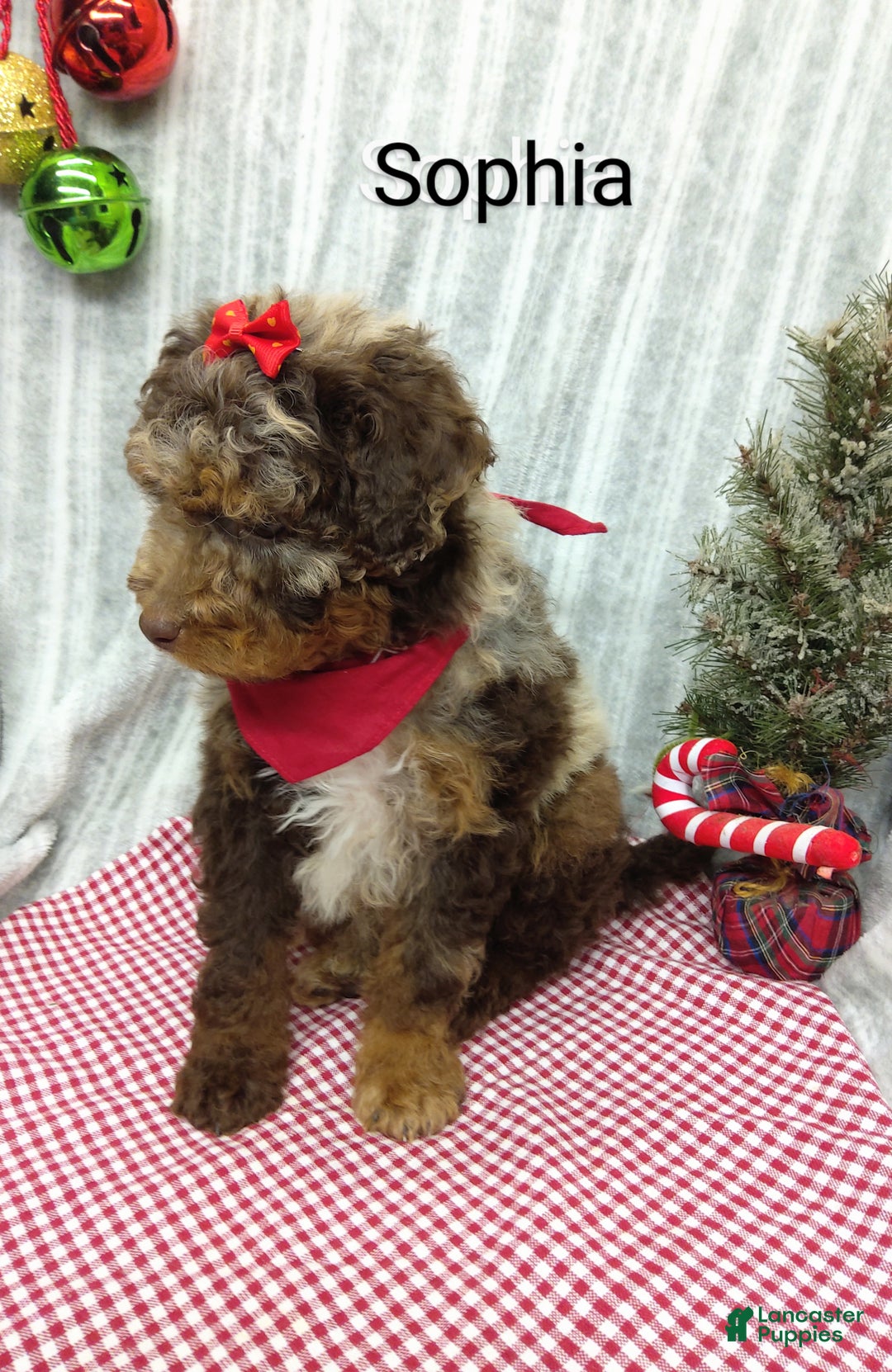 Mini Bernedoodle dogs for sale: Sophia - Ad 7