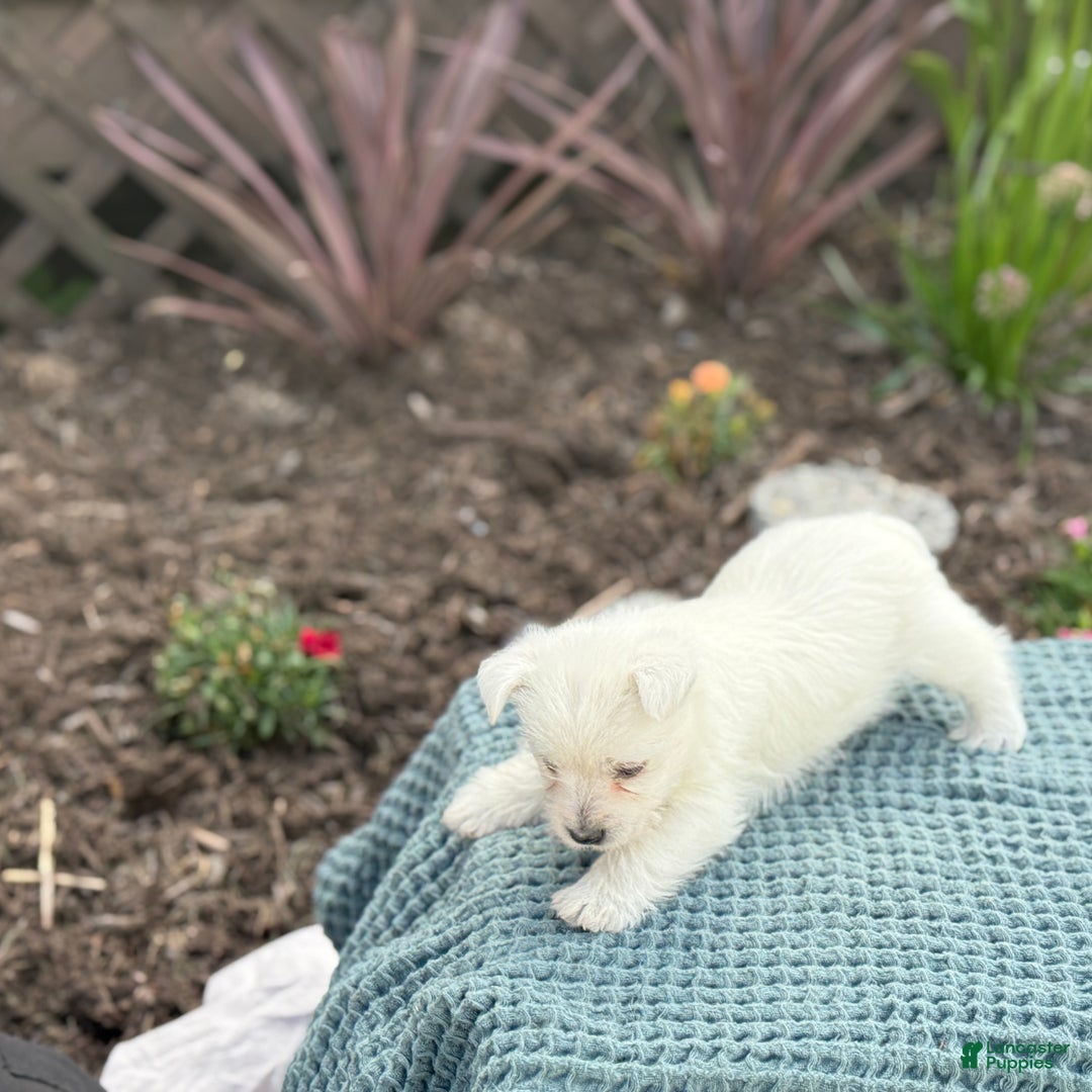 West Highland Terrier dogs for sale: Fancy - Ad 31