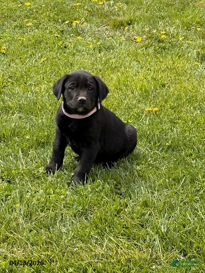 Mixed Breed dogs Cupcake - Ad 37