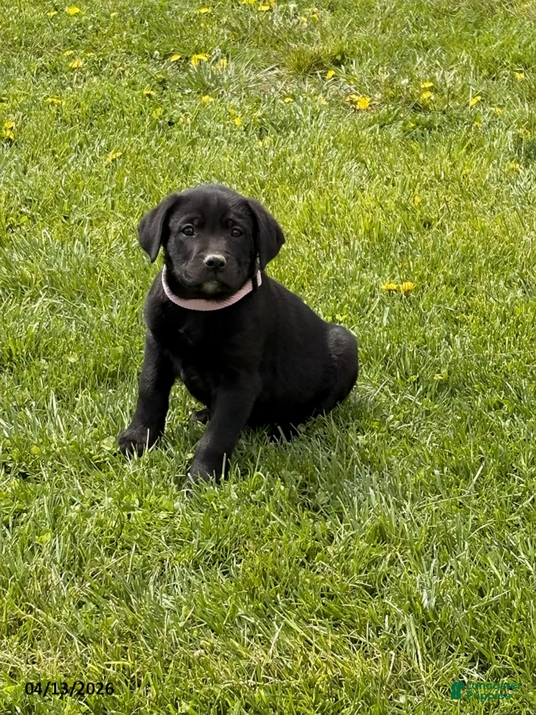 Mixed Breed dogs for sale: Cupcake - Ad 1