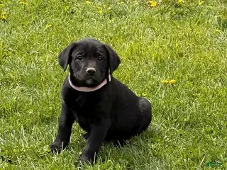 Mixed Breed dogs Cupcake - Ad 41