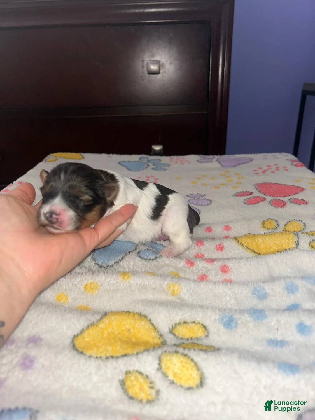 Shihpoo dogs for sale: Shihpoo Puppy 4 - Ad 1