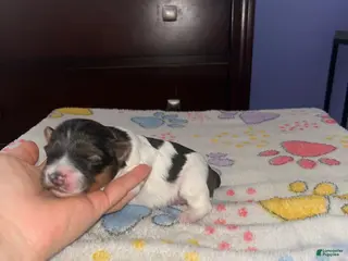 Shihpoo dogs Shihpoo Puppy 4 - Ad 17