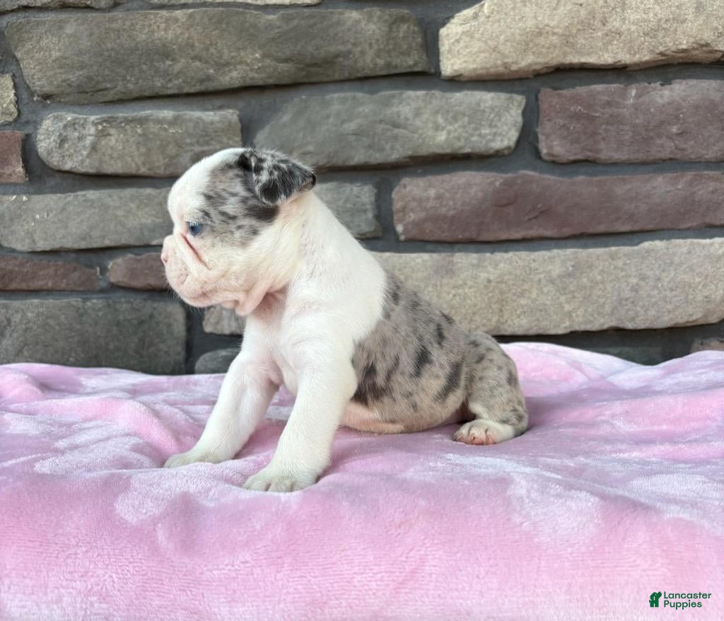 Frenchton dogs Lilly  - Ad 2