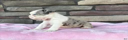 Frenchton dogs for sale: Lilly  - Ad 2