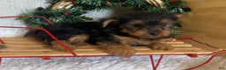 Yorkshire Terrier dogs for sale: Randy - Ad 5