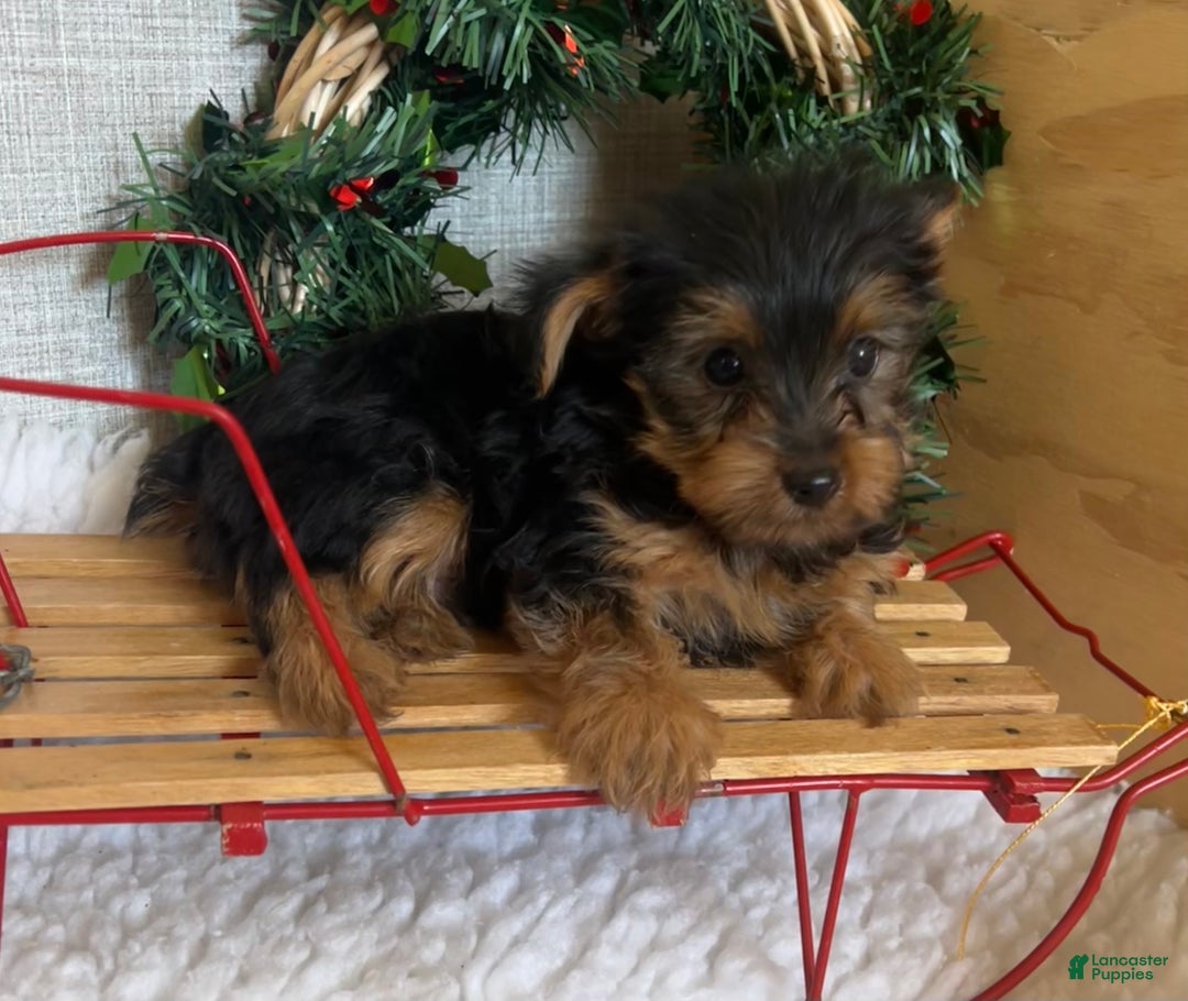 Yorkshire Terrier dogs for sale: Randy - Ad 5