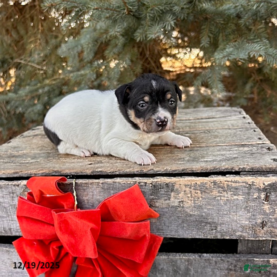 Rat Terrier dogs for sale: Marlow - Ad 2