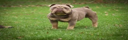 English Bulldog dogs for sale: Glitter - Ad 9