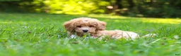 Bichpoo dogs for sale: Charlie  - Ad 3