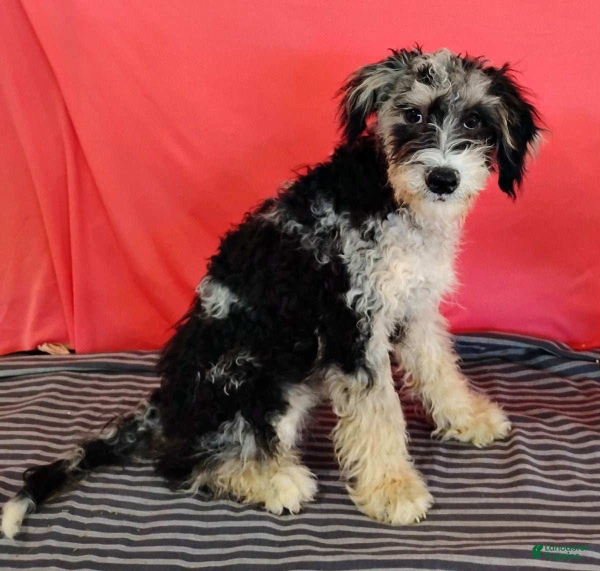 Mini Bernedoodle dogs Patrick - Ad 2