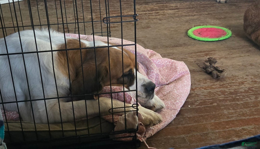 Mixed Breed dogs for sale: Mixed Breed Puppy 2 - Ad 2