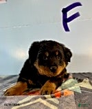 Rottweiler dogs Stacey - Ad 5