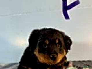 Rottweiler dogs Stacey - Ad 36