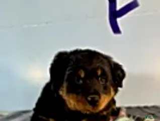 Rottweiler dogs Stacey - Ad 42