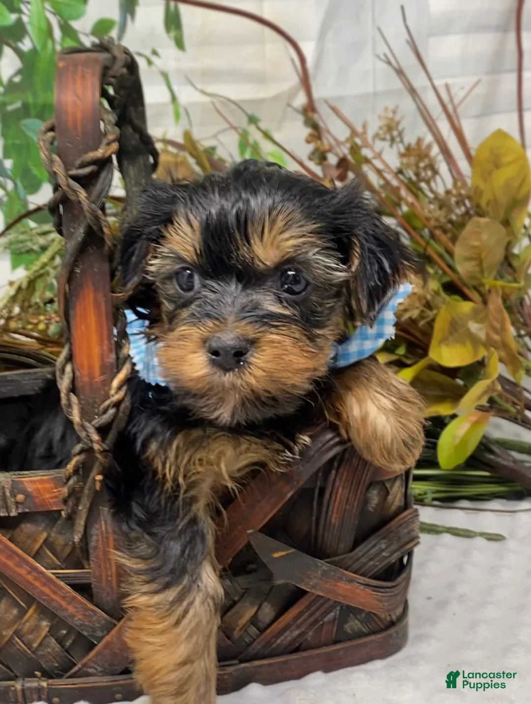 Shorkie dogs for sale: Milo - Ad 2