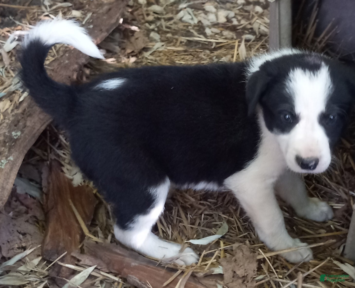 Border Collie dogs Lucy - Ad 36