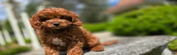 Cavapoo dogs for sale: Hunter - Ad 5