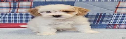 Mini Goldendoodle dogs for sale: Mini Goldendoodle white male  - Ad 4