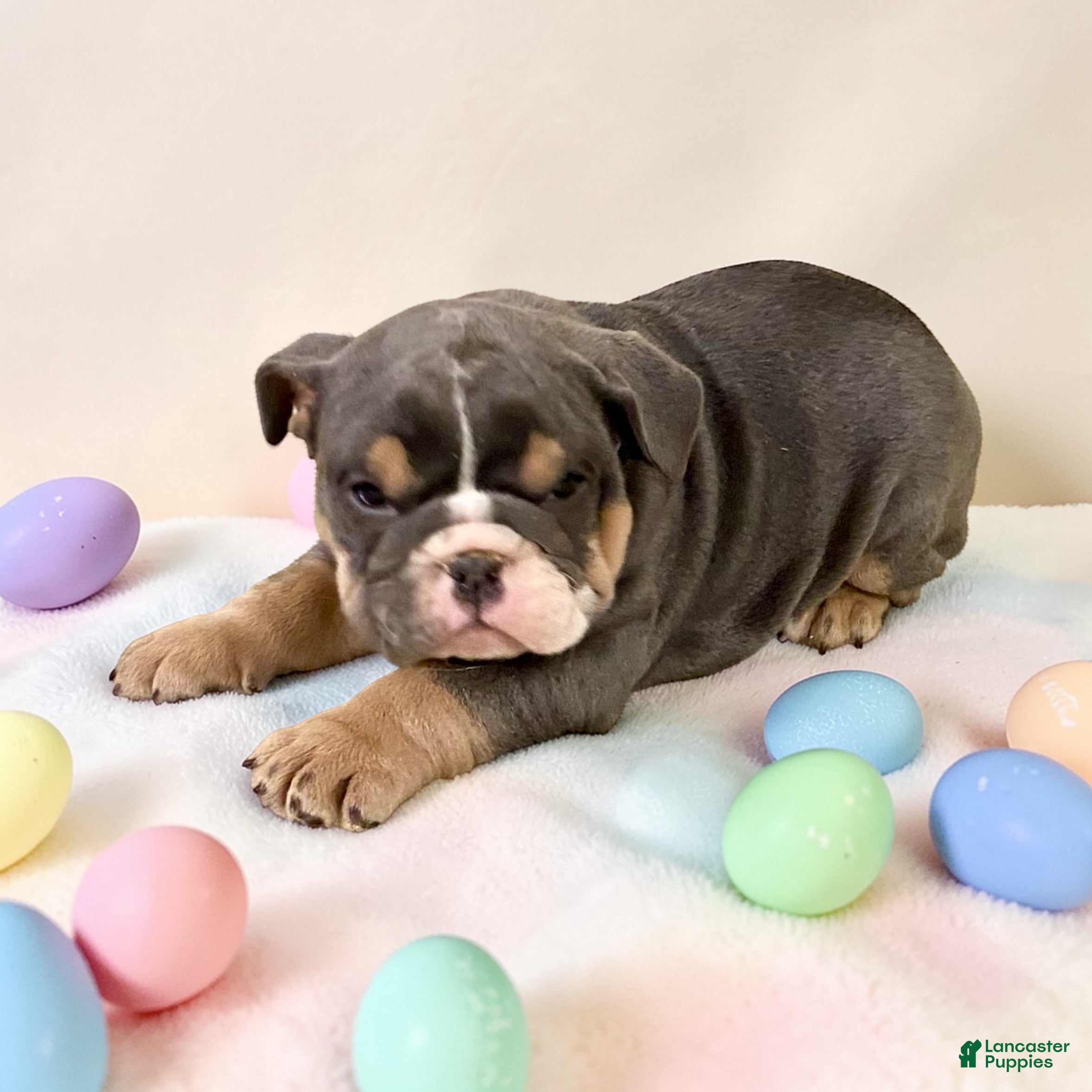 English Bulldog dogs Blue bell - Ad 2