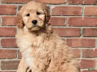 Goldendoodle dogs Lexi - Ad 39