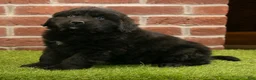 Newfoundland dogs for sale: Betsy - Ad 4