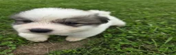 Great Pyrenees dogs for sale: Patrick - Ad 13