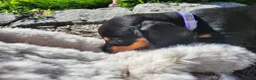 Miniature Dachshund dogs for sale: Zurie - Ad 3
