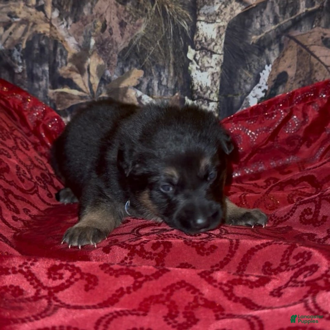 German Shepherd dogs for sale: SIMON - Ad 2