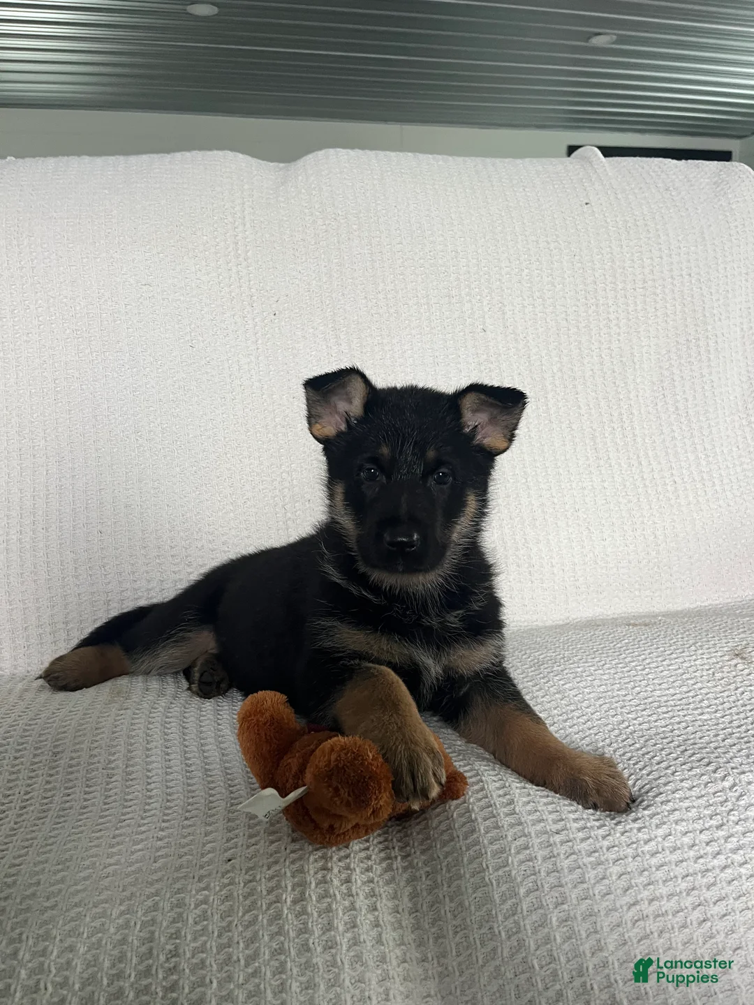 German Shepherd dogs for sale: Hunter - Ad 1