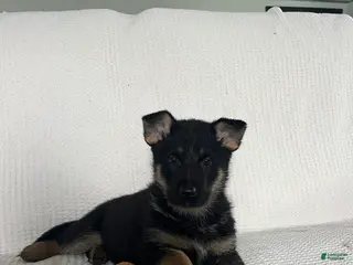 German Shepherd dogs for sale: Hunter - Ad 3