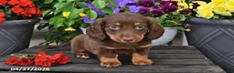 Dachshund dogs for sale: Summer - Ad 3