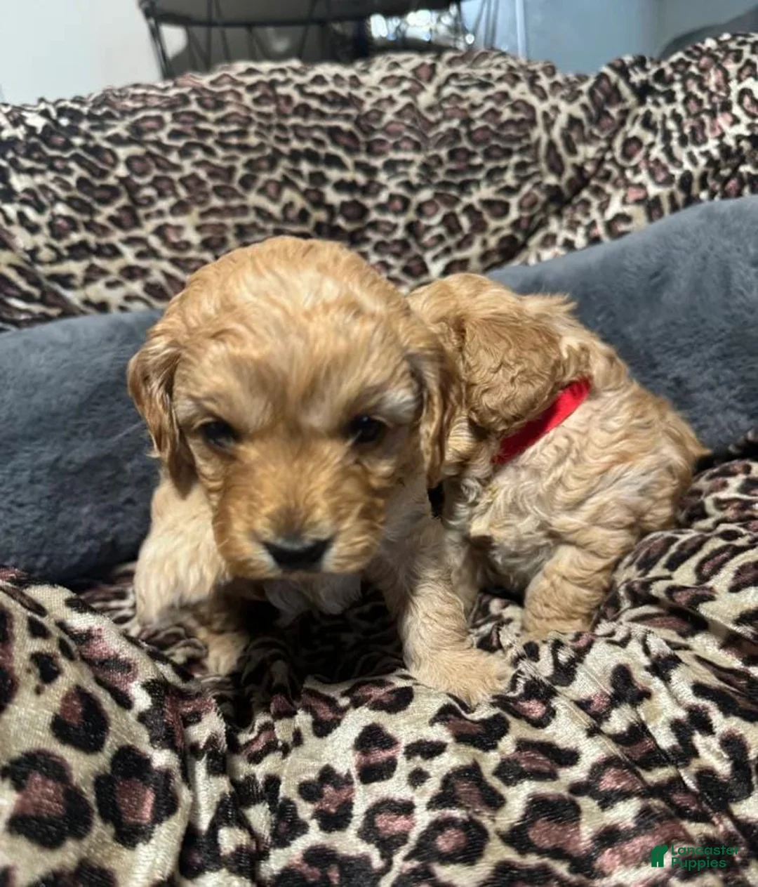 Cavapoo dogs for sale: Marvin - Ad 1